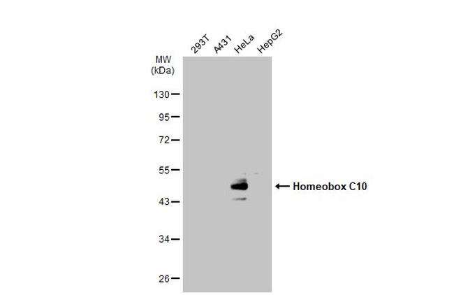 HOXC10 Antibody in Western Blot (WB)