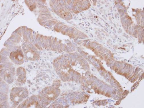 LANCL1 Antibody in Immunohistochemistry (Paraffin) (IHC (P))