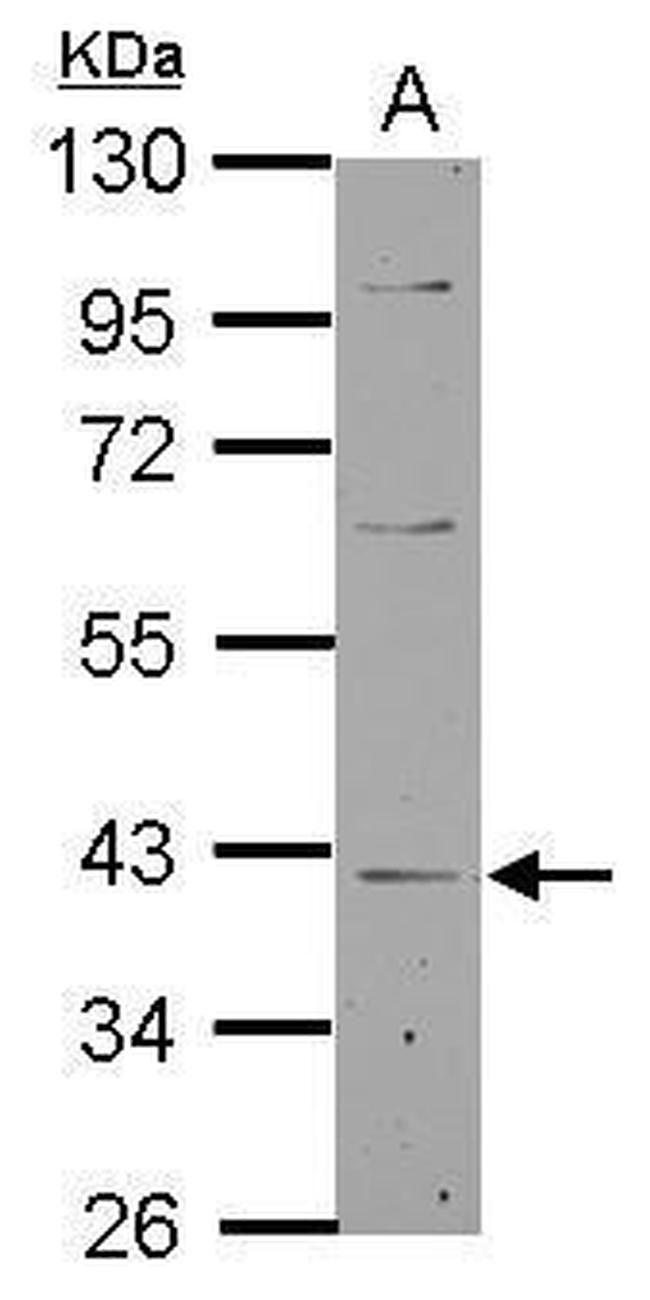 LANCL1 Antibody in Western Blot (WB)