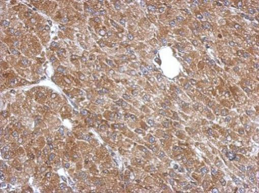 LANCL1 Antibody in Immunohistochemistry (Paraffin) (IHC (P))