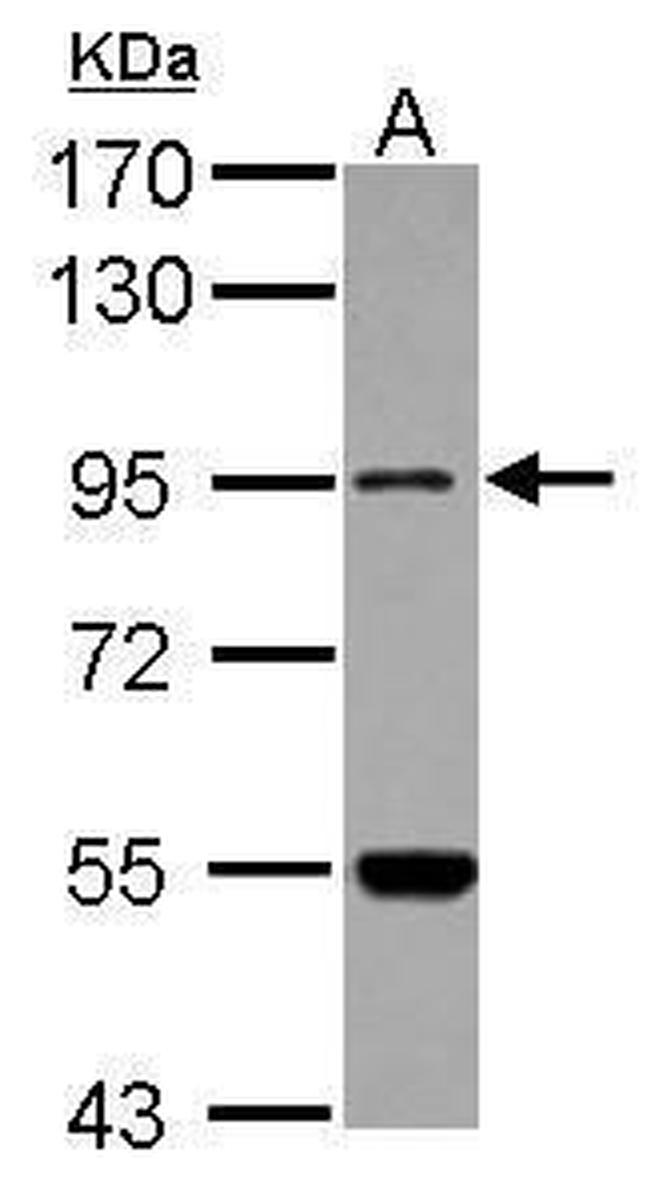 MARS2 Antibody in Western Blot (WB)