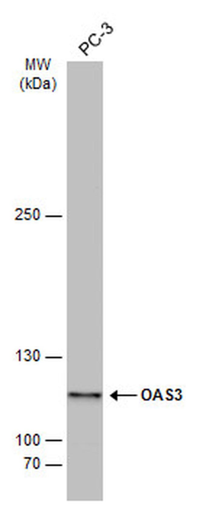 OAS3 Antibody in Western Blot (WB)