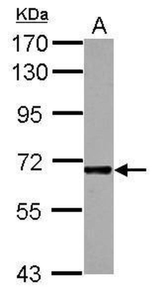 ICAM-2 Antibody in Western Blot (WB)