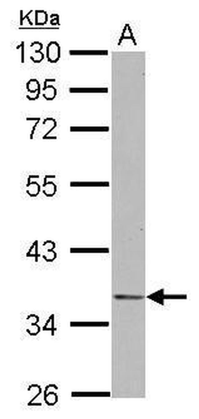 NDE1 Antibody in Western Blot (WB)