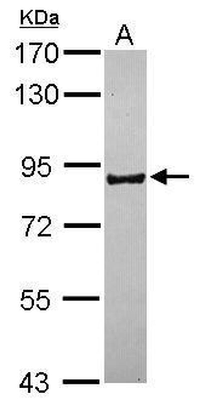 PCDHB16 Antibody in Western Blot (WB)