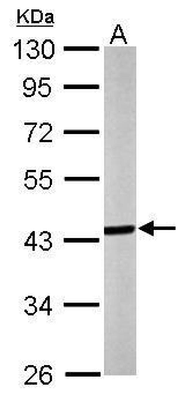 Septin 3 Antibody in Western Blot (WB)