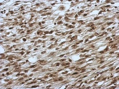 SLU7 Antibody in Immunohistochemistry (Paraffin) (IHC (P))