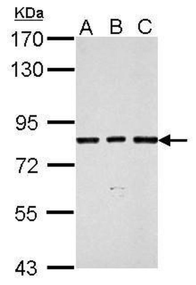 SLU7 Antibody in Western Blot (WB)