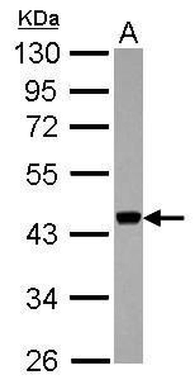 APOBEC3F Antibody in Western Blot (WB)