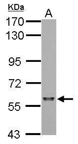 SF3A3 Antibody in Western Blot (WB)