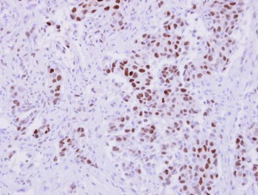 NANS Antibody in Immunohistochemistry (Paraffin) (IHC (P))