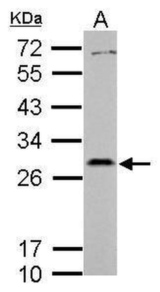 PAFAH1B2 Antibody in Western Blot (WB)