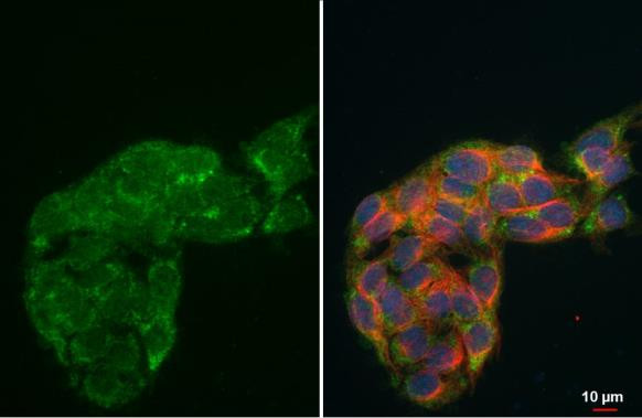 HADH Antibody in Immunocytochemistry (ICC/IF)