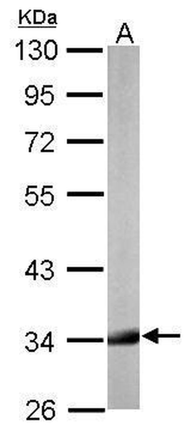 HADH Antibody in Western Blot (WB)