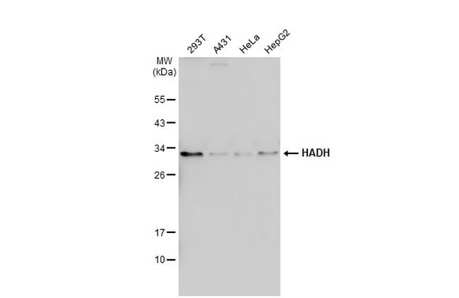 HADH Antibody in Western Blot (WB)