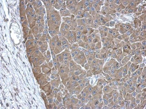 PAICS Antibody in Immunohistochemistry (Paraffin) (IHC (P))