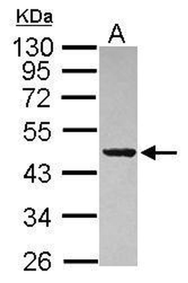 PAICS Antibody in Western Blot (WB)