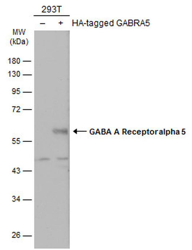 GABRA5 Antibody in Western Blot (WB)