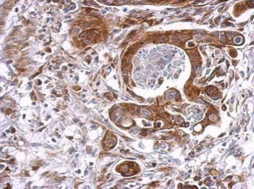 Cyclophilin B Antibody in Immunohistochemistry (Paraffin) (IHC (P))