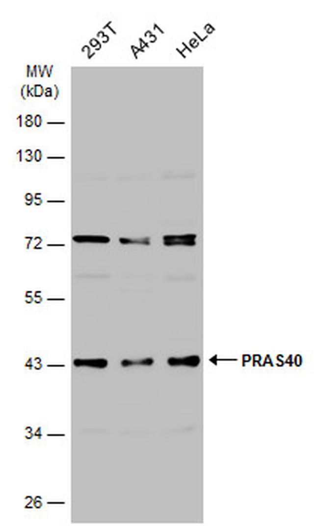 PRAS40 Antibody in Western Blot (WB)