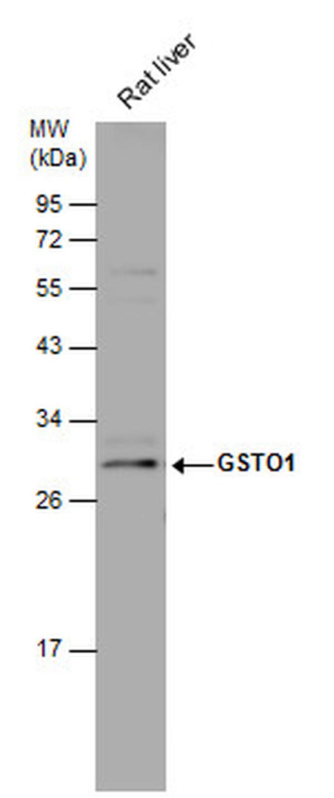 GST Omega 1 140A Antibody in Western Blot (WB)