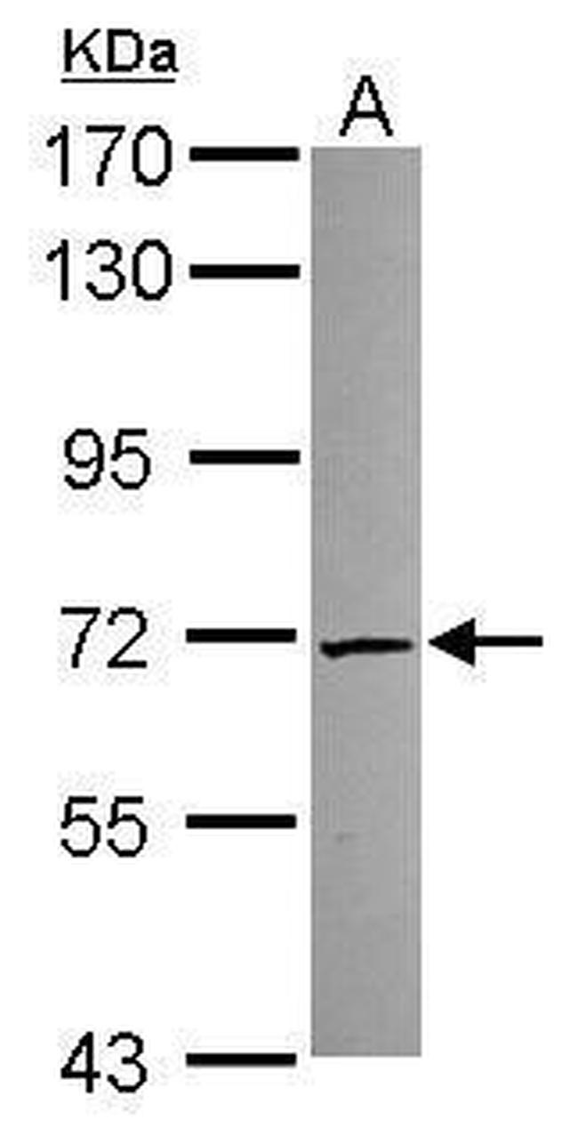 TKTL2 Antibody in Western Blot (WB)