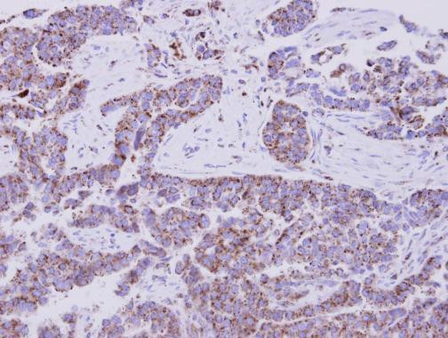 eIF1AY Antibody in Immunohistochemistry (Paraffin) (IHC (P))