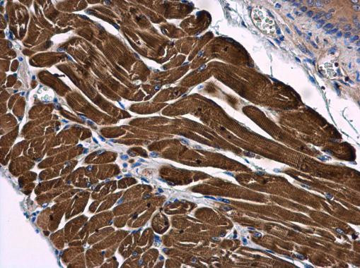 SAMM50 Antibody in Immunohistochemistry (Paraffin) (IHC (P))