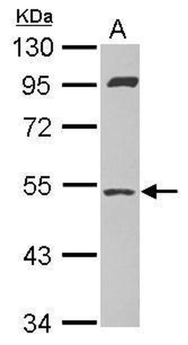 SAMM50 Antibody in Western Blot (WB)