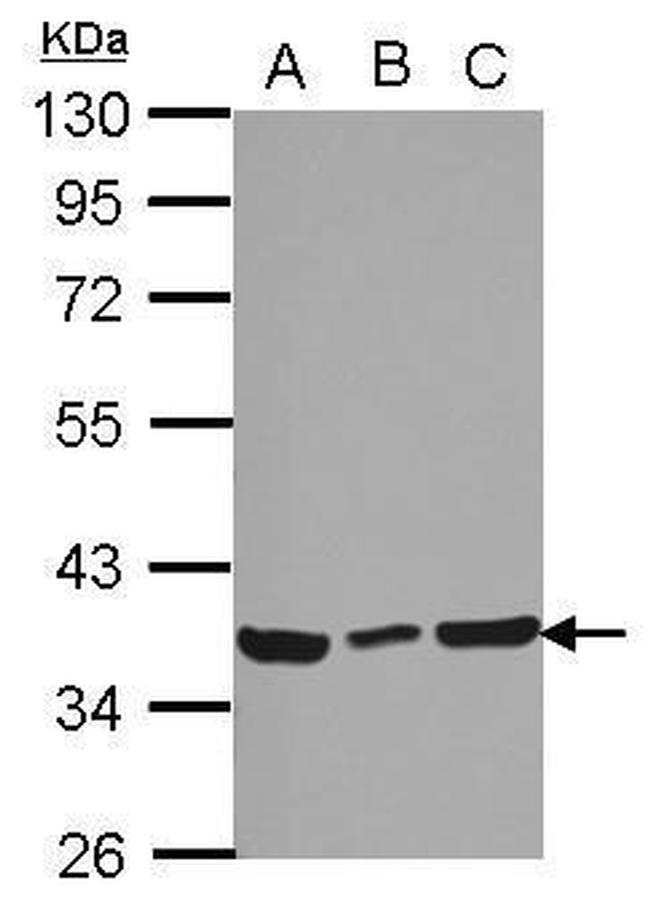 Ymer Antibody in Western Blot (WB)