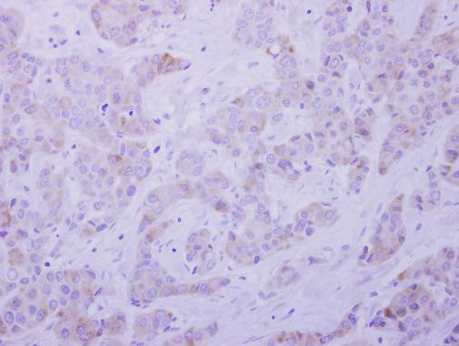 SEPT5 Antibody in Immunohistochemistry (Paraffin) (IHC (P))