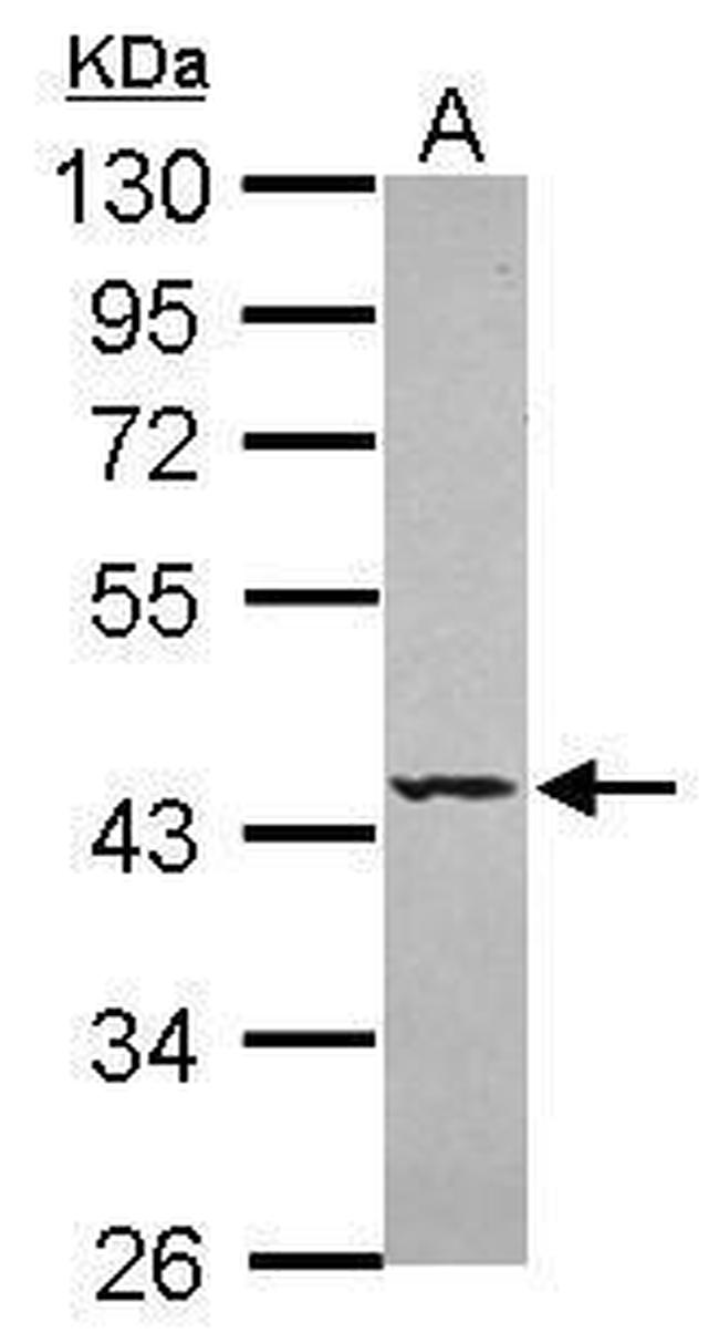 SEPT5 Antibody in Western Blot (WB)