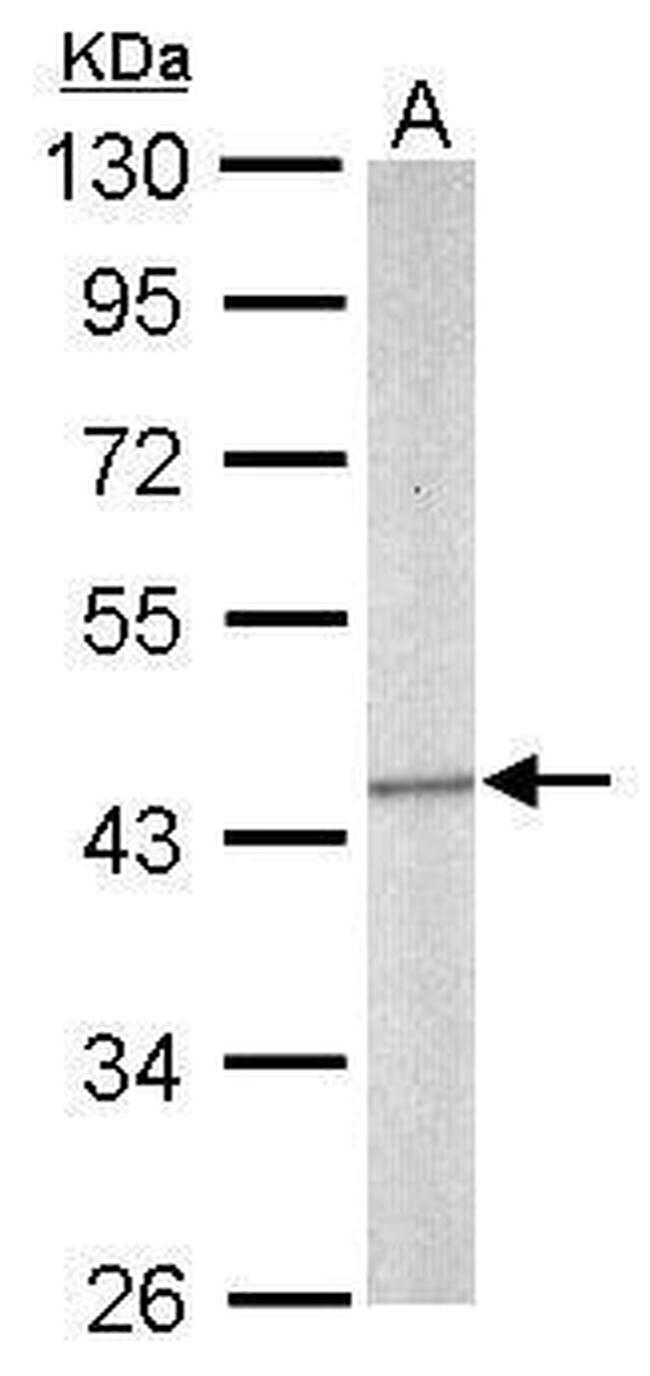 SEPT5 Antibody in Western Blot (WB)