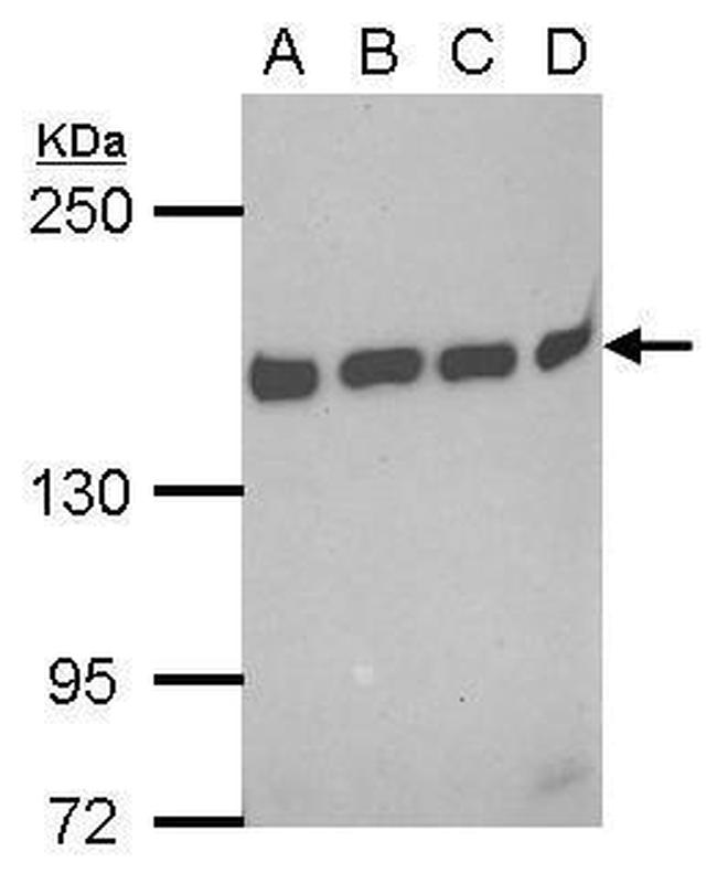 BAG6 Antibody in Western Blot (WB)