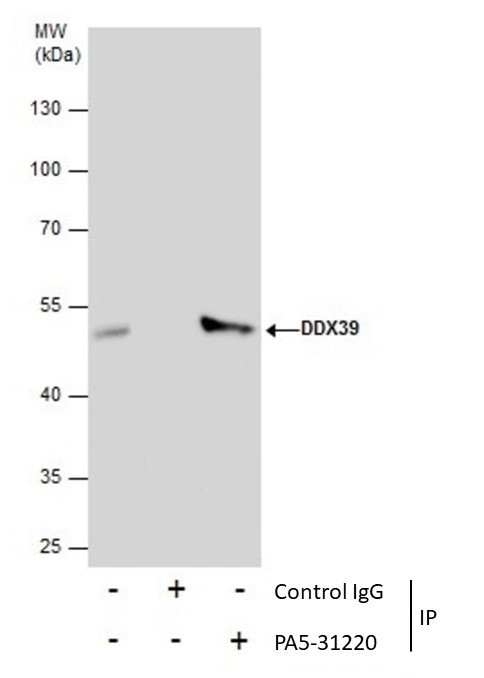 DDX39 Antibody in Immunoprecipitation (IP)