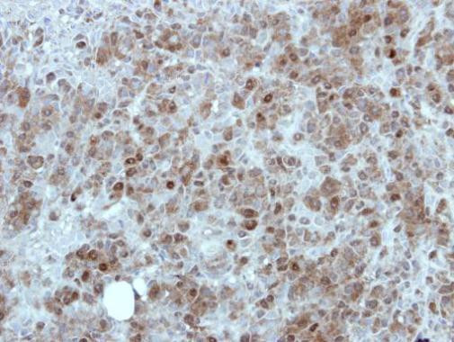 MINA53 Antibody in Immunohistochemistry (Paraffin) (IHC (P))