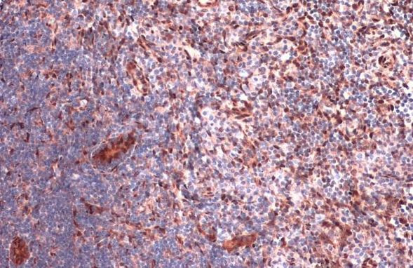 RBPMS Antibody in Immunohistochemistry (Paraffin) (IHC (P))