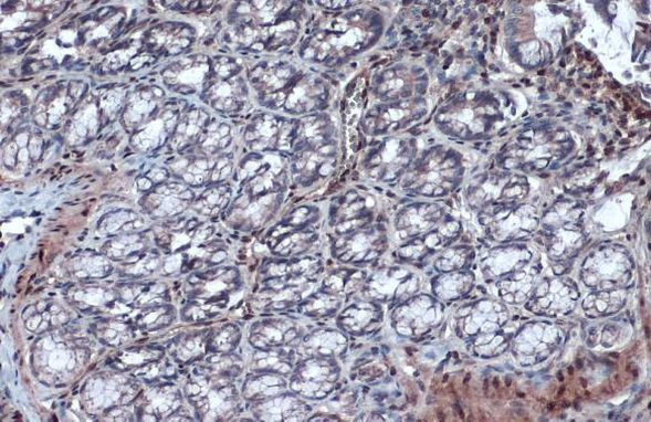 RBPMS Antibody in Immunohistochemistry (Paraffin) (IHC (P))