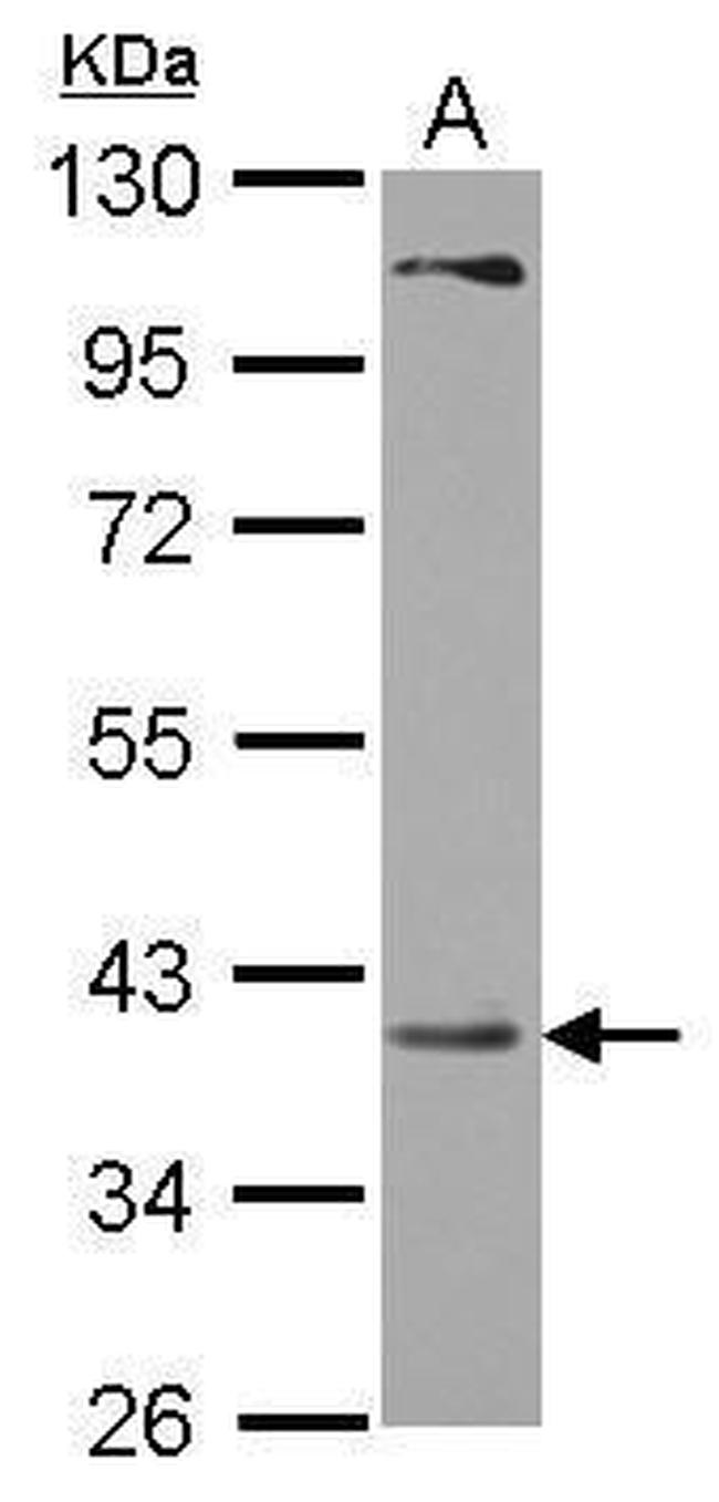 PRPSAP2 Antibody in Western Blot (WB)