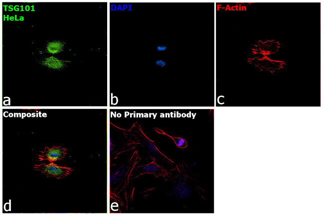 TSG101 Antibody in Immunocytochemistry (ICC/IF)