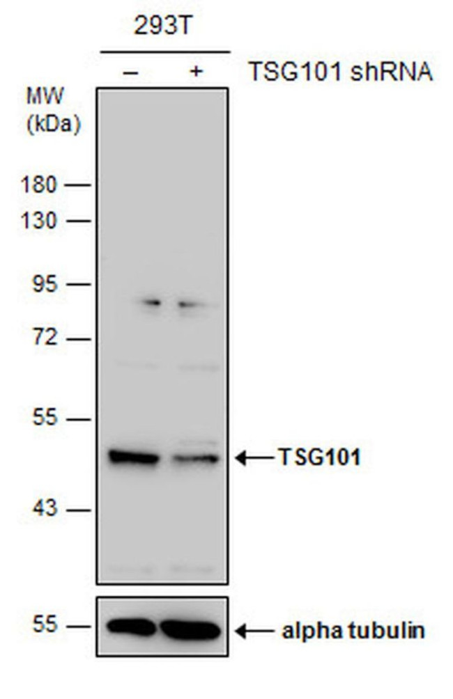 TSG101 Antibody