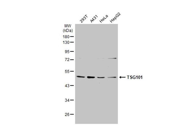 TSG101 Antibody in Western Blot (WB)