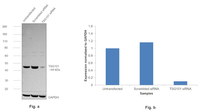 TSG101 Antibody in Western Blot (WB)