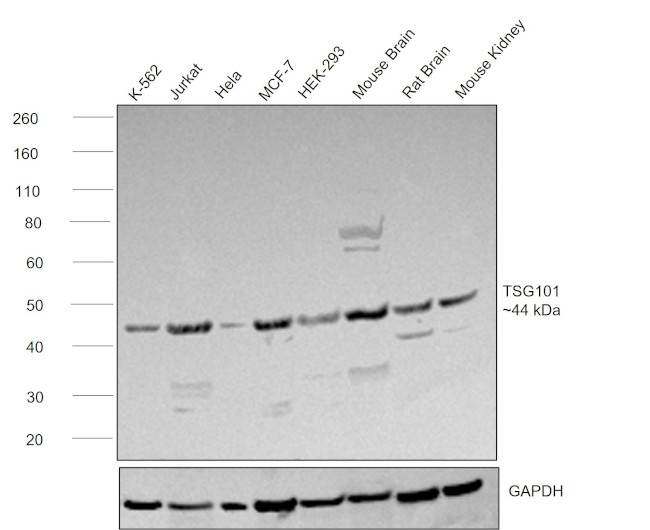 TSG101 Antibody in Western Blot (WB)