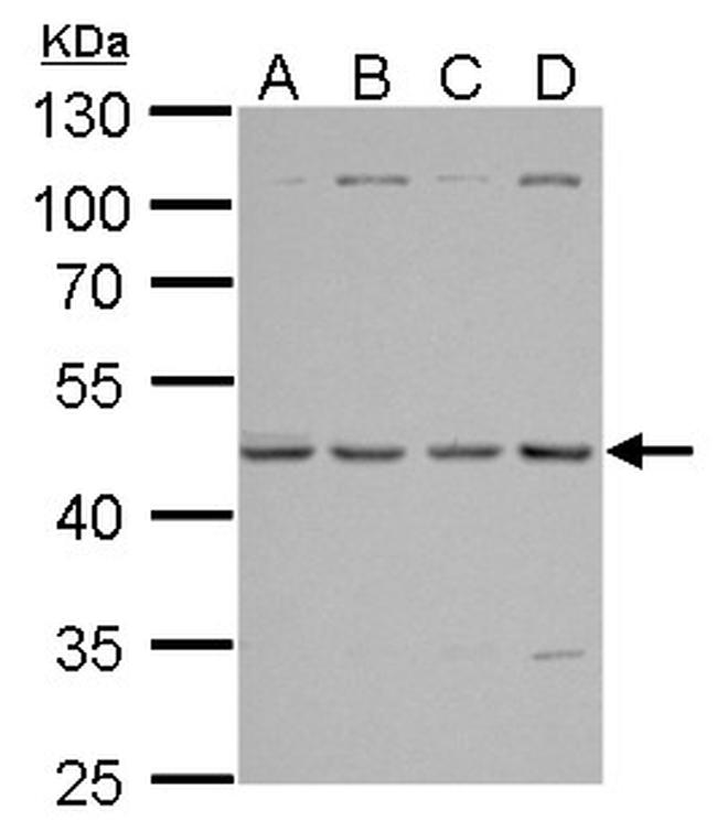 TSG101 Antibody in Western Blot (WB)