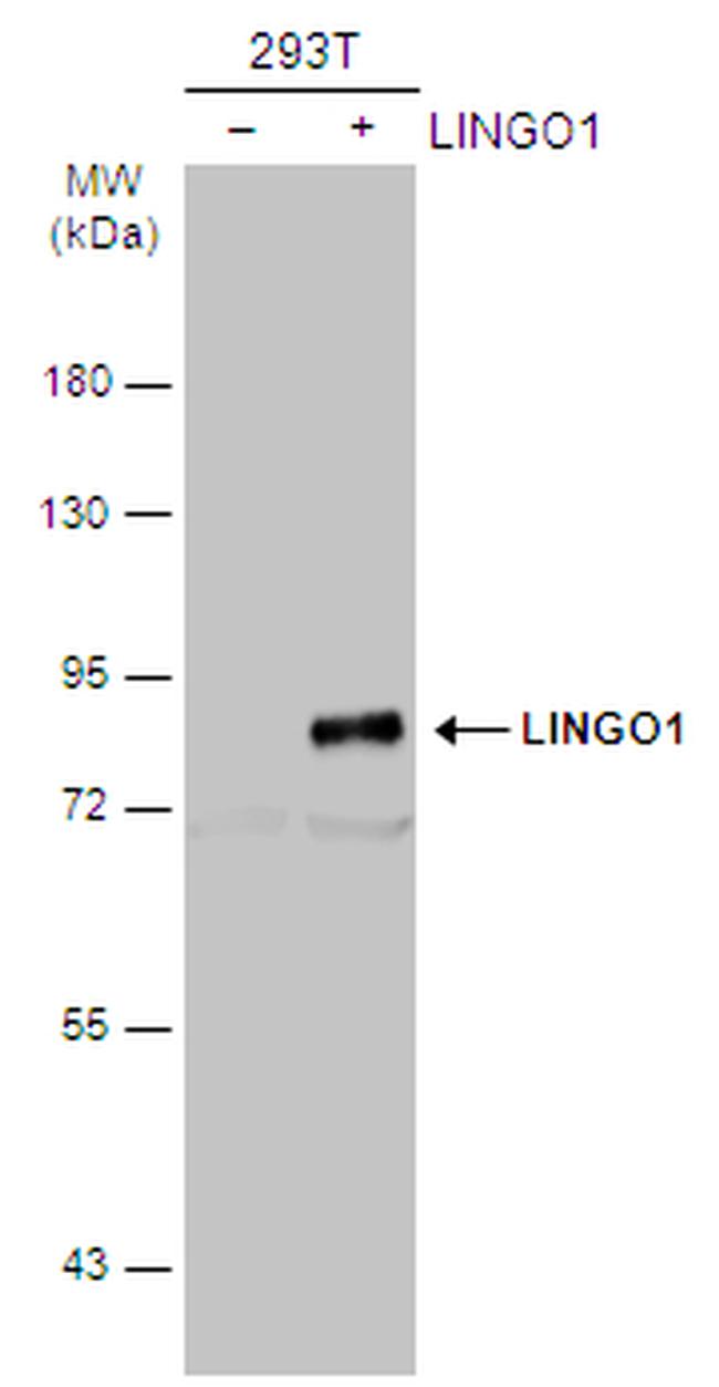 LINGO1 Antibody in Western Blot (WB)