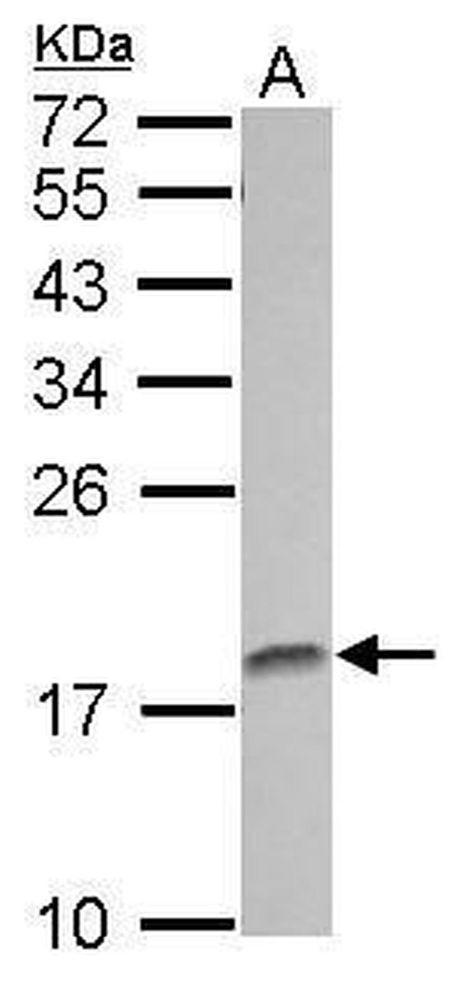 AMELX Antibody in Western Blot (WB)