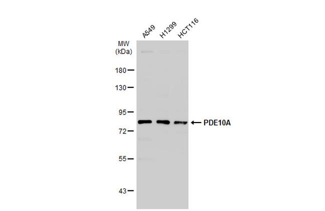 PDE10A Antibody in Western Blot (WB)