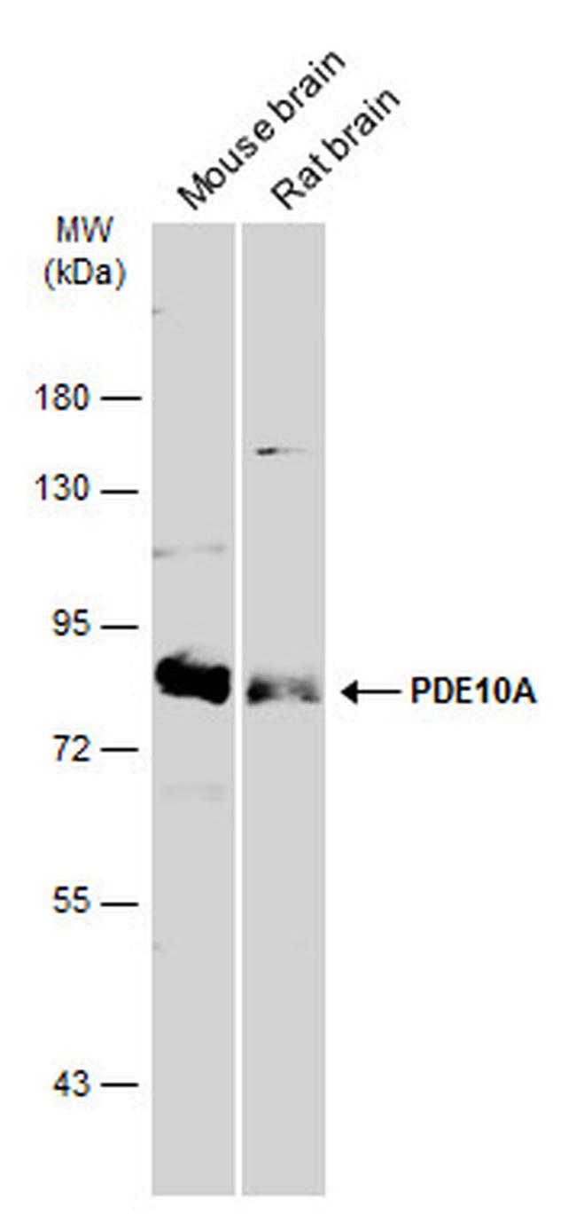 PDE10A Antibody in Western Blot (WB)