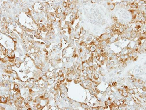 SASS6 Antibody in Immunohistochemistry (Paraffin) (IHC (P))